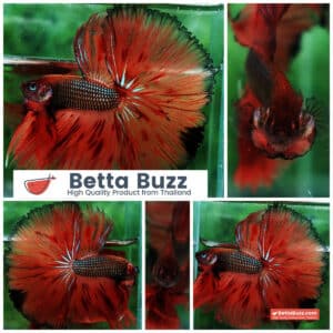 Betta fish OHS King of The Dark Armageddon