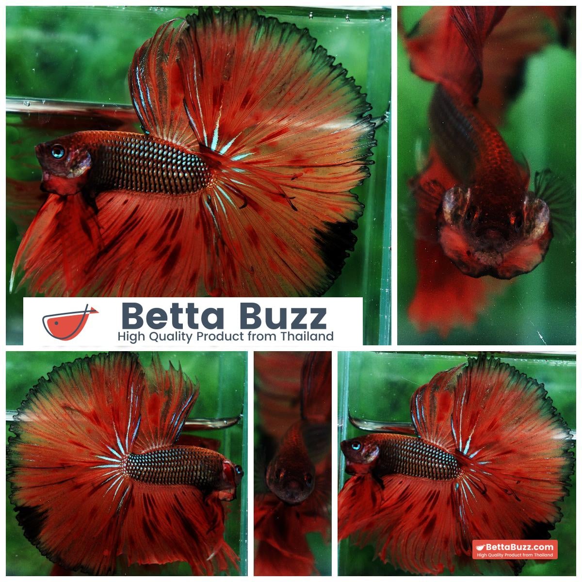 Betta fish OHS King of The Dark Armageddon