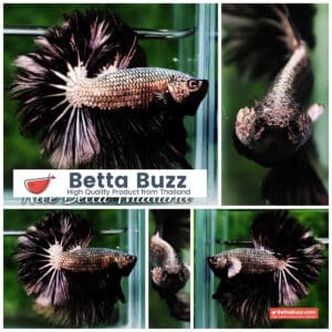 Betta fish Black Platinum Dragon Feather tail