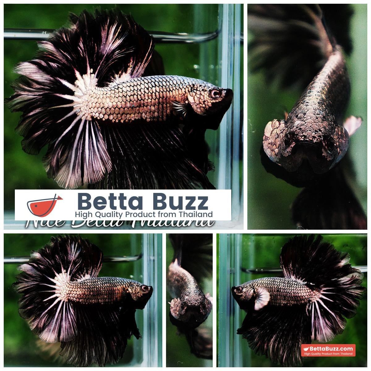Betta fish Black Platinum Dragon Feather tail