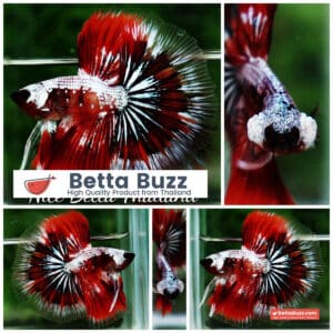 Betta fish OHM Samurai Halloween