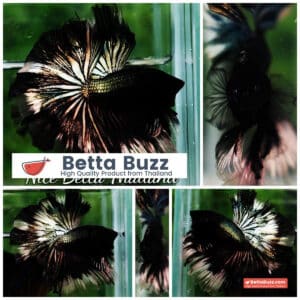 Betta fish OHM King of Copper Vampire (Large fin)