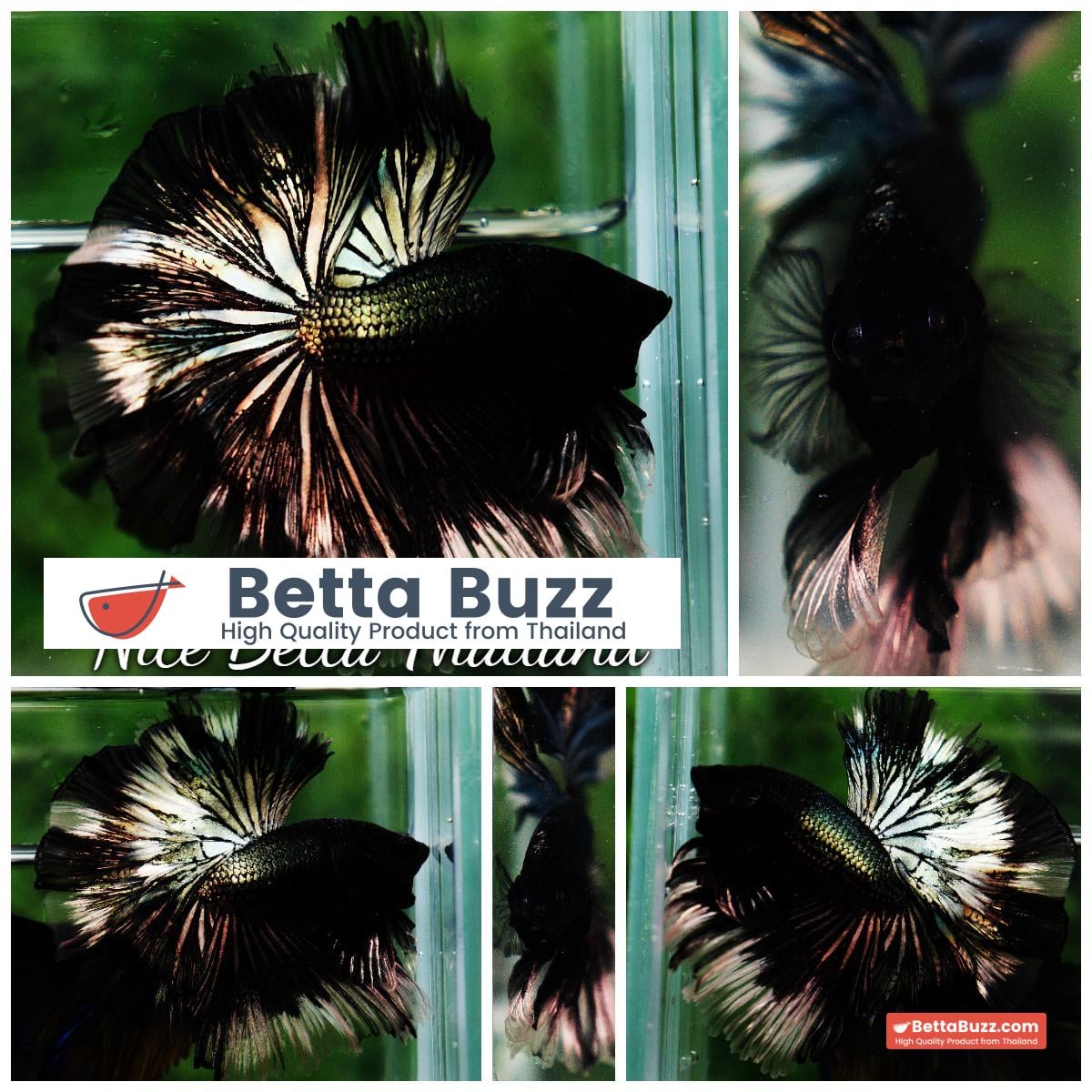 Betta fish OHM King of Copper Vampire (Large fin)