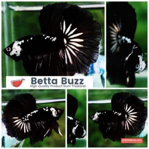 Betta fish Premium HM Shadow Black Star Samurai ( Rare )