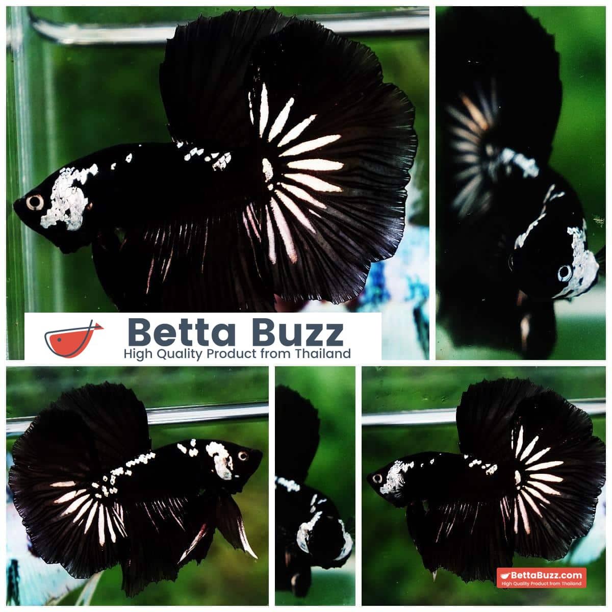 Betta fish Premium HM Shadow Black Star Samurai ( Rare )