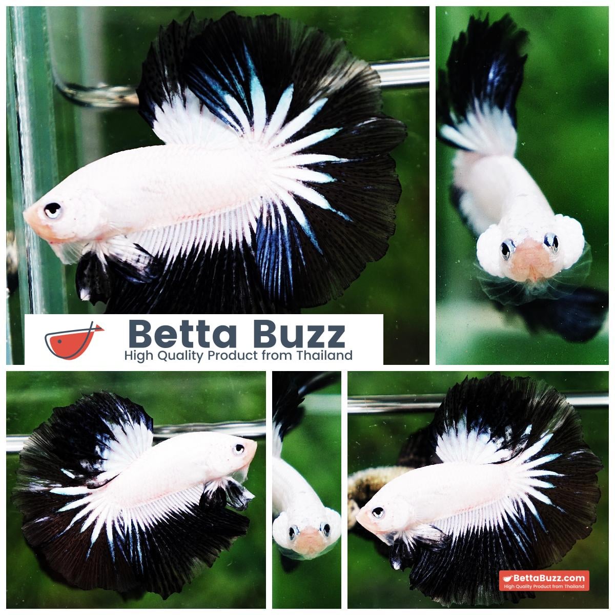 OHM Prince of YinYang Dragon (Comp Grade)