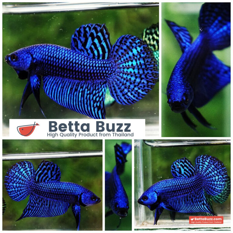 Wild Betta fish Hybrid Blue Alien Peacock