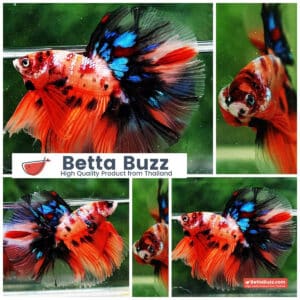 Betta fish OHM Candy Nemo Galaxy