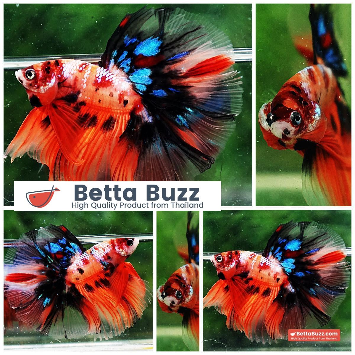Betta fish OHM Candy Nemo Galaxy