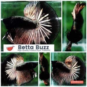 Betta fish OHM King Shadow Black Gold Armor Series (Rare)