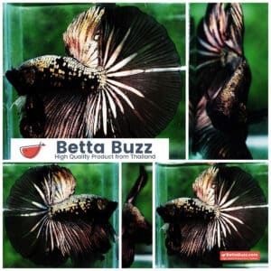 Betta fish OHM King Shadow Black Gold Star Series (Rare)