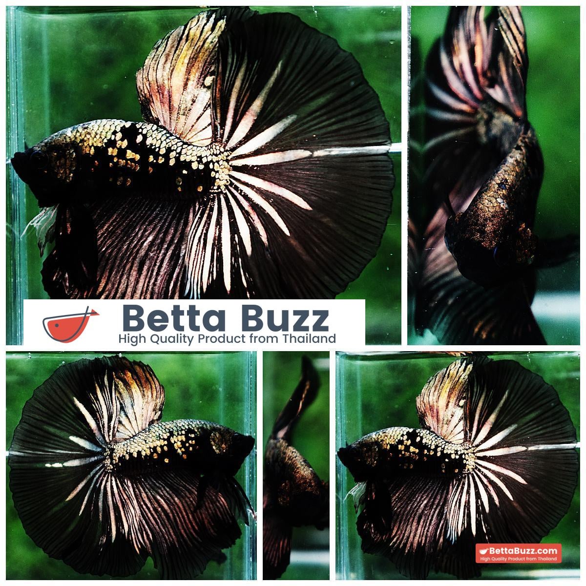 Betta fish OHM King Shadow Black Gold Star Series (Rare)