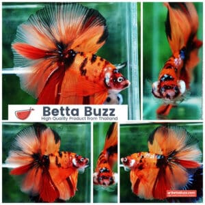 Betta fish OHM The Tiger Nemo