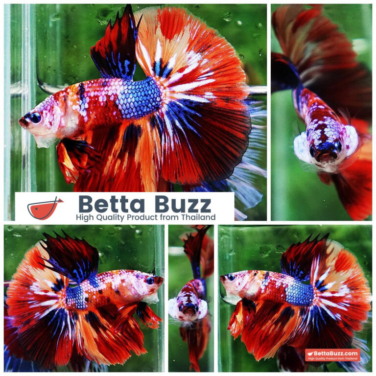 Betta fish OHM Multicolor Candy Nemo