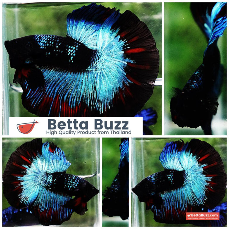Betta fish HM King Black Star Avatar (Rare)