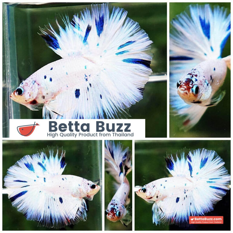 Betta fish OHM Prince of Frozen Sky Hawk