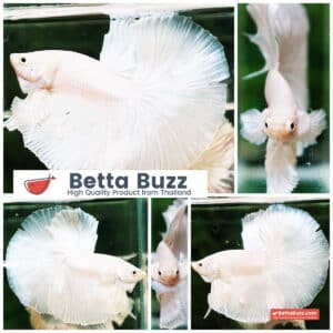 Betta fish OHM Prince of Full White