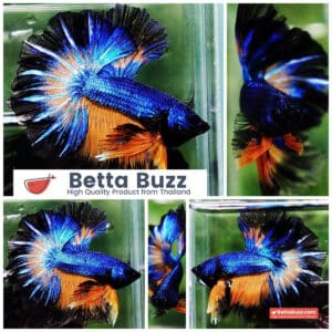 Betta fish OHM Blue Mustard Gas Black Ring Rosetail