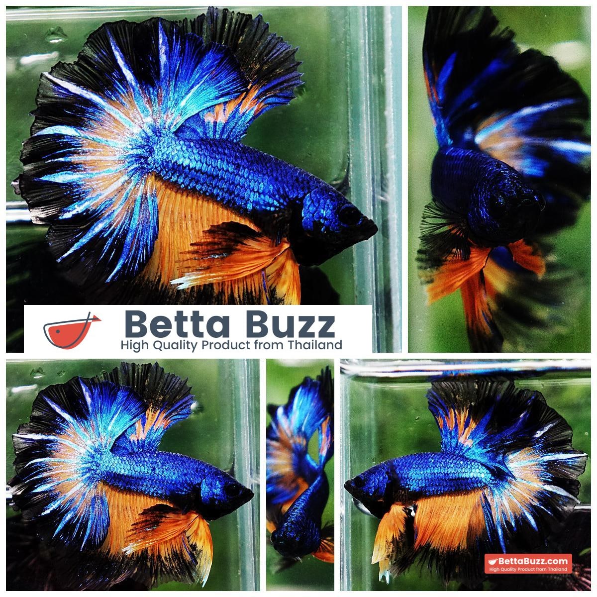 Betta fish OHM Blue Mustard Gas Black Ring Rosetail