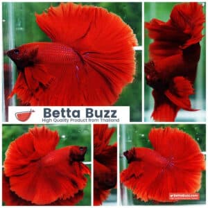 Betta fish OHM King of Big Red Sky Hawk