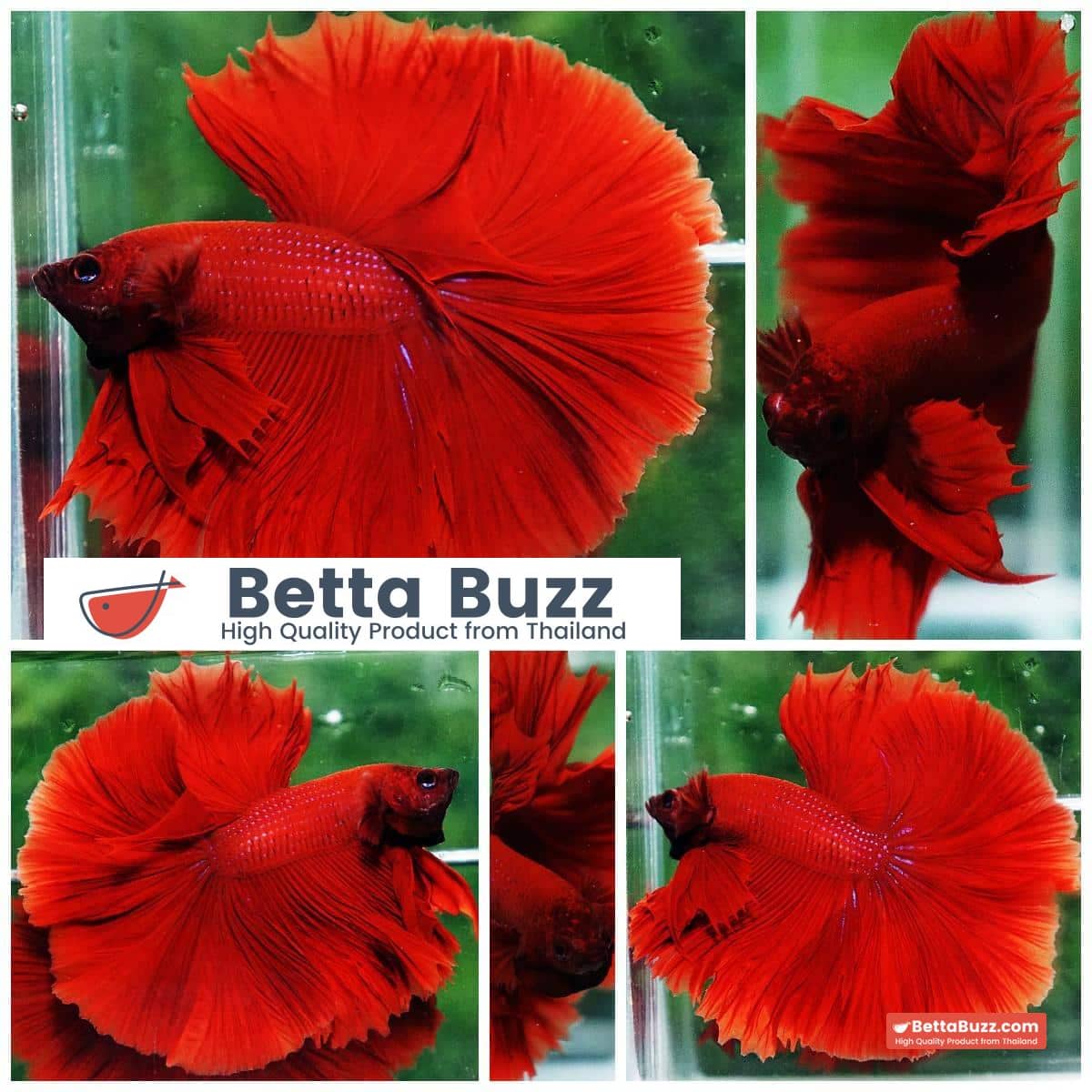 Betta fish OHM King of Big Red Sky Hawk