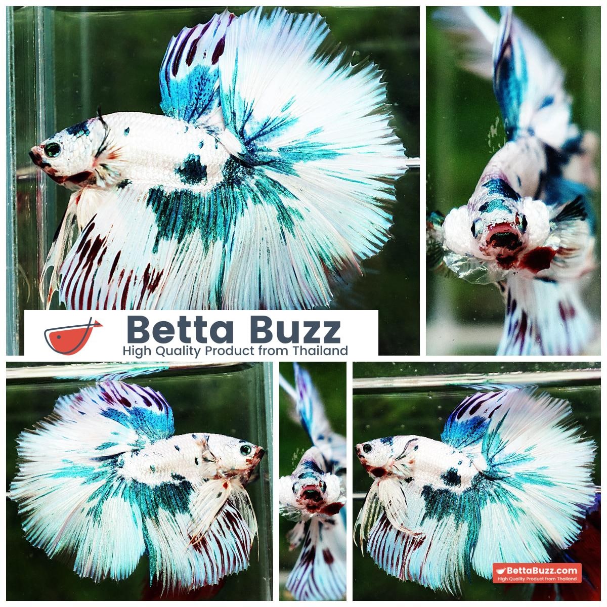 Betta fish HM Prince of The Frozen Marble (Winner Comp 4th)