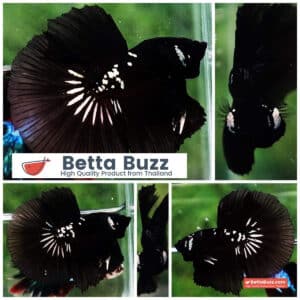 Betta fish HM Premium Shadow Black Samurai Rare (Champion Competition)