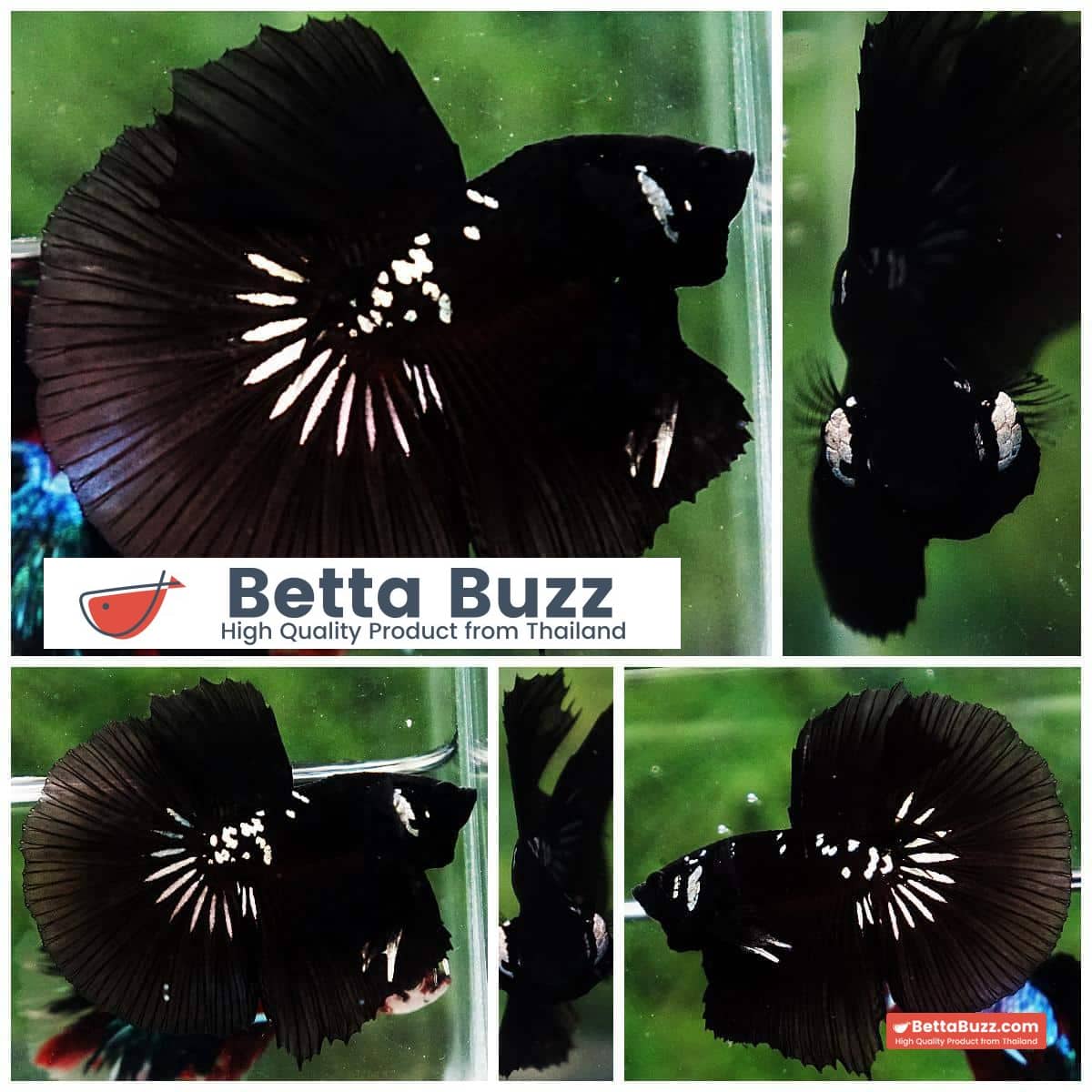 Betta fish HM Premium Shadow Black Samurai Rare (Champion Competition)