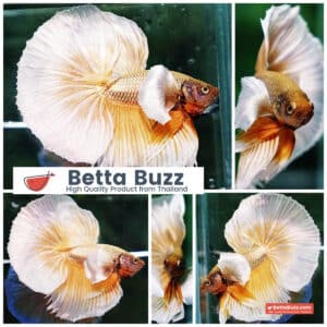 Betta fish OHM Prince Sparkle Gold Dumbo