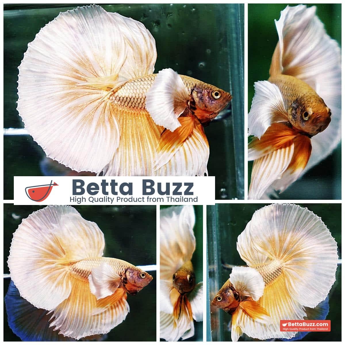 Betta fish OHM Prince Sparkle Gold Dumbo