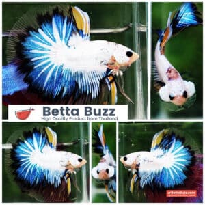 Betta fish OHM Fancy Dragon Black Ring