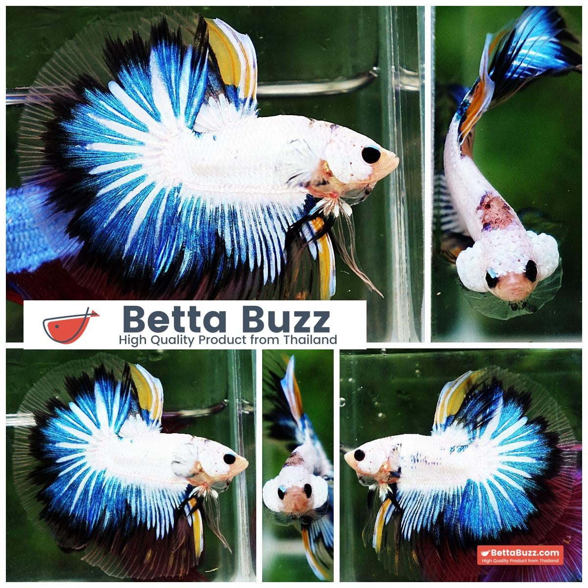 Betta fish OHM Fancy Dragon Black Ring