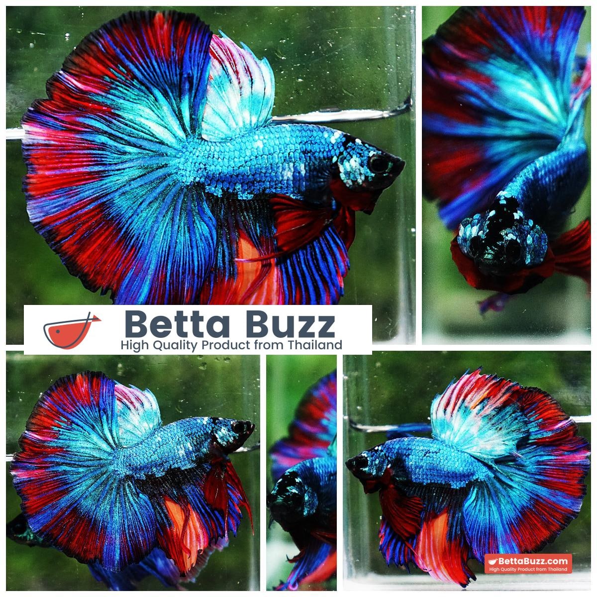 Betta fish OHM Turquoise Multi Red Ring