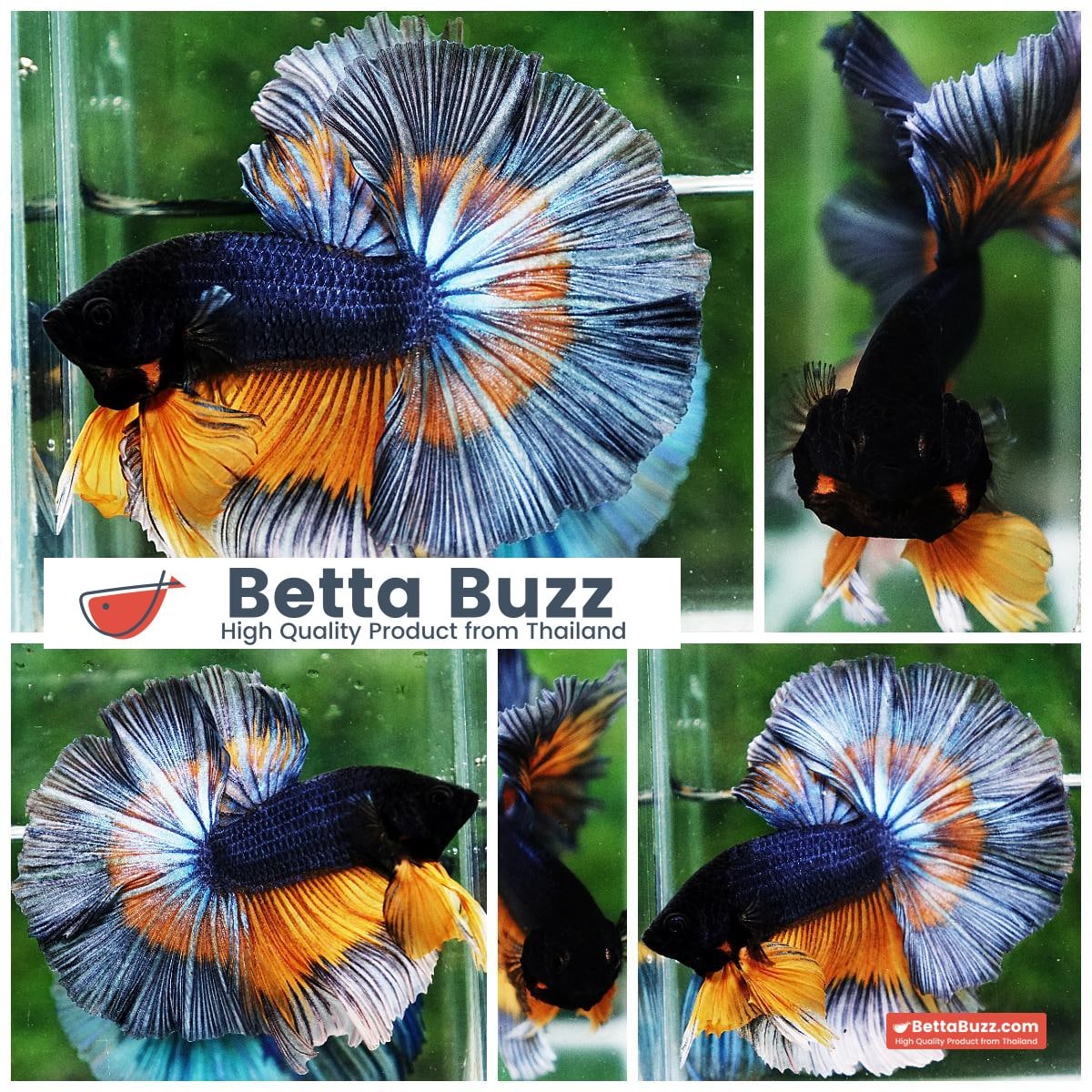 Betta fish OHM Tricolor Mustard Gas Sky Hawk