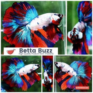 Betta fish HM Magical Multicolor Marble