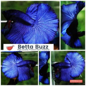 Betta fish OHM Super Steel Blue
