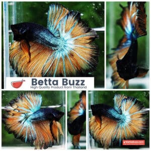 Betta fish OHM Emerald Mustard Gas Sky Hawk