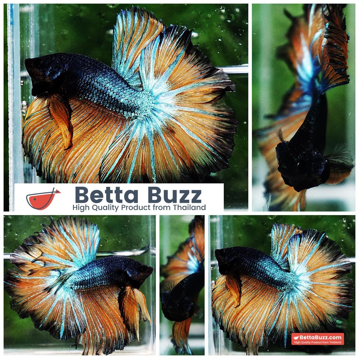 Betta fish OHM Emerald Mustard Gas Sky Hawk