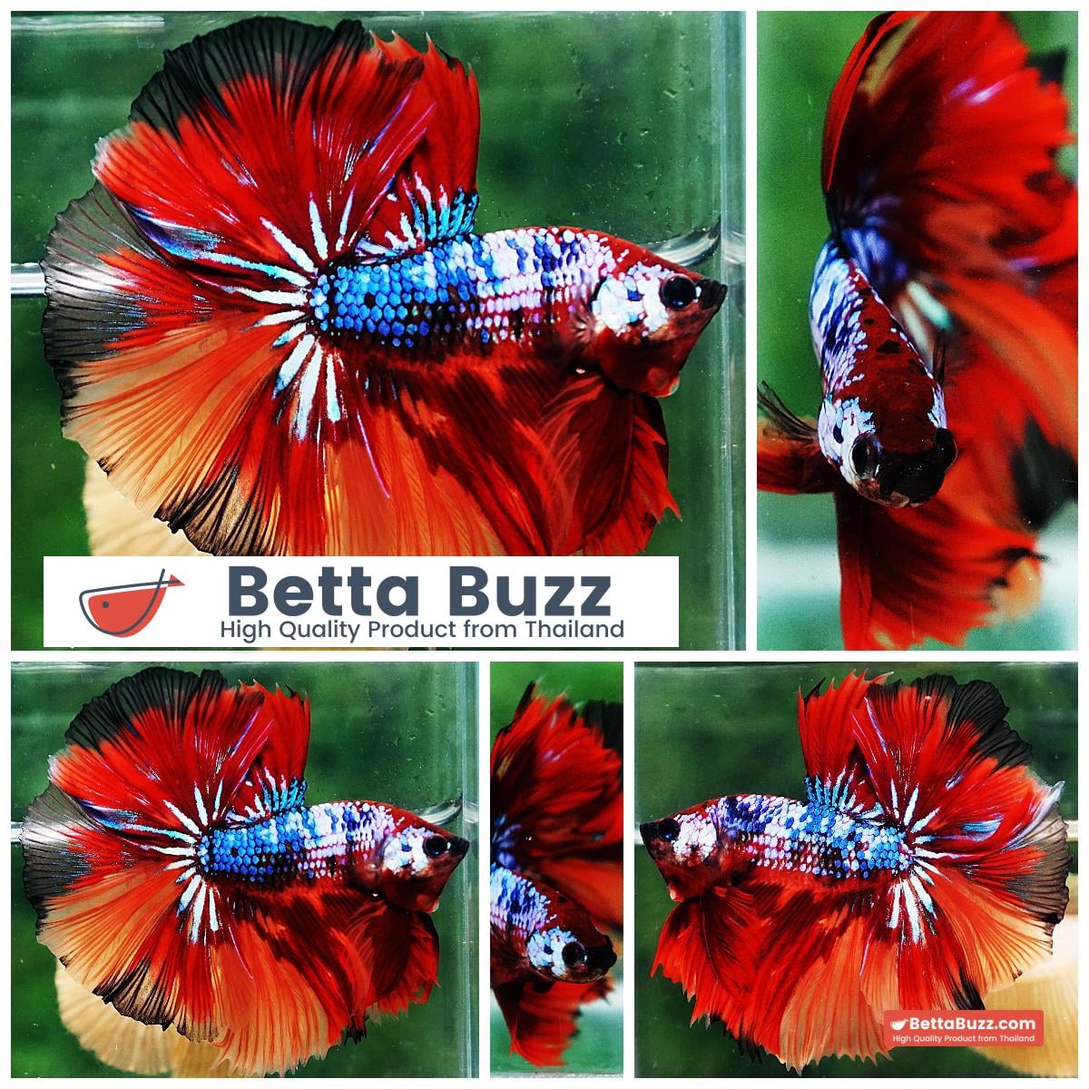 Betta fish OHM Multicolor On Fire