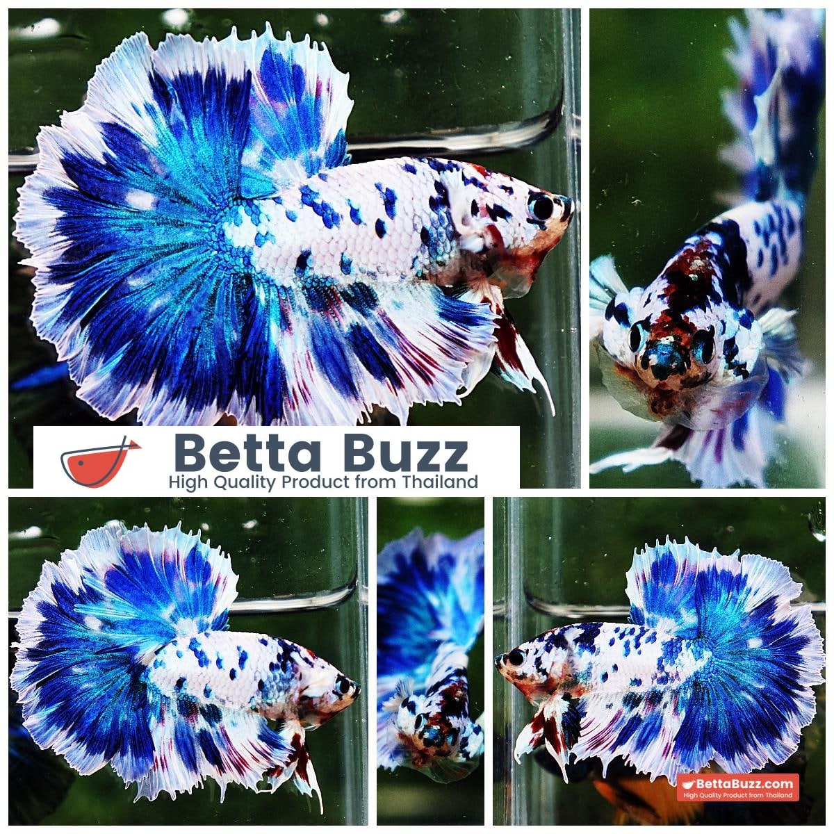 Betta fish OHM Prince of The Frozen Rose