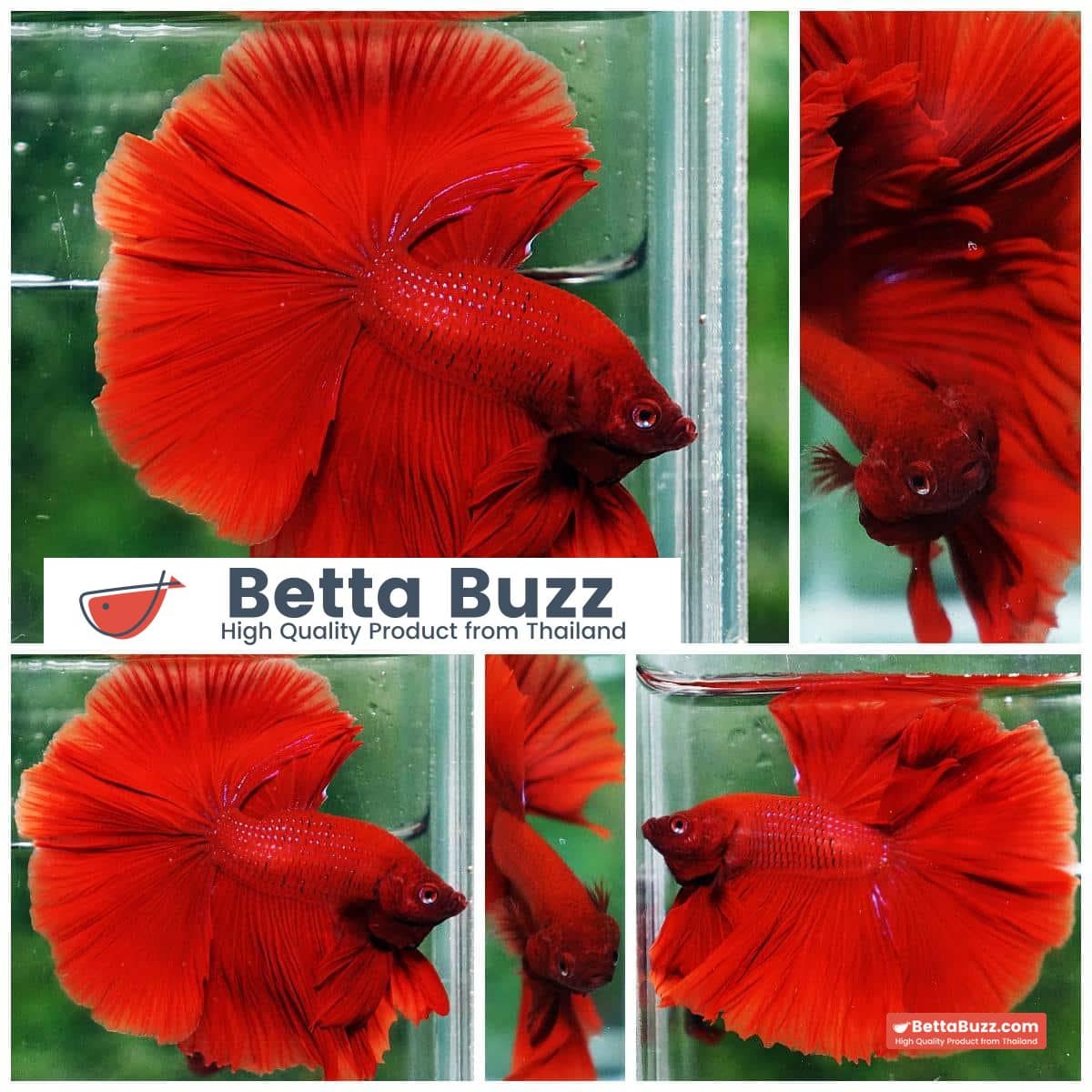 Betta fish OHM The Big Red Hawk