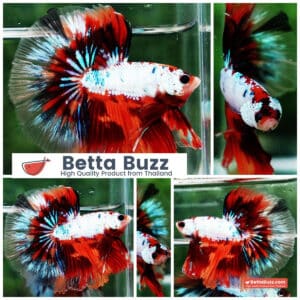 Betta fish OHM Fancy Multicolor On Fire