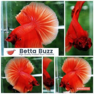 Betta fish OHM Super Orange