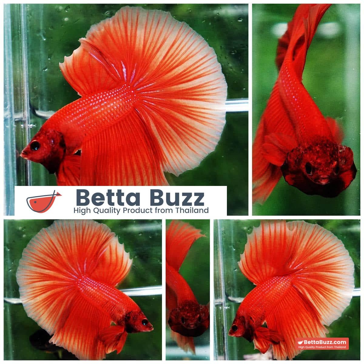 Betta fish OHM Super Orange