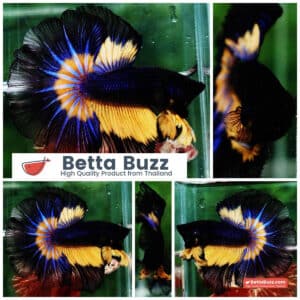 Betta fish OHM Black Blue Pumpkin Butterfly