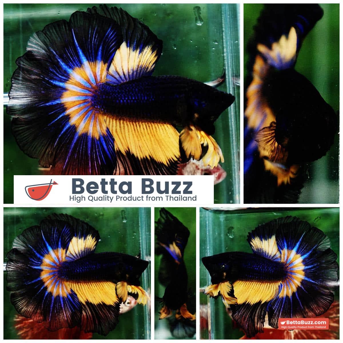 Betta fish OHM Black Blue Pumpkin Butterfly