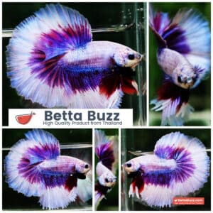 Betta fish OHM Prince of Lavender Butterfly