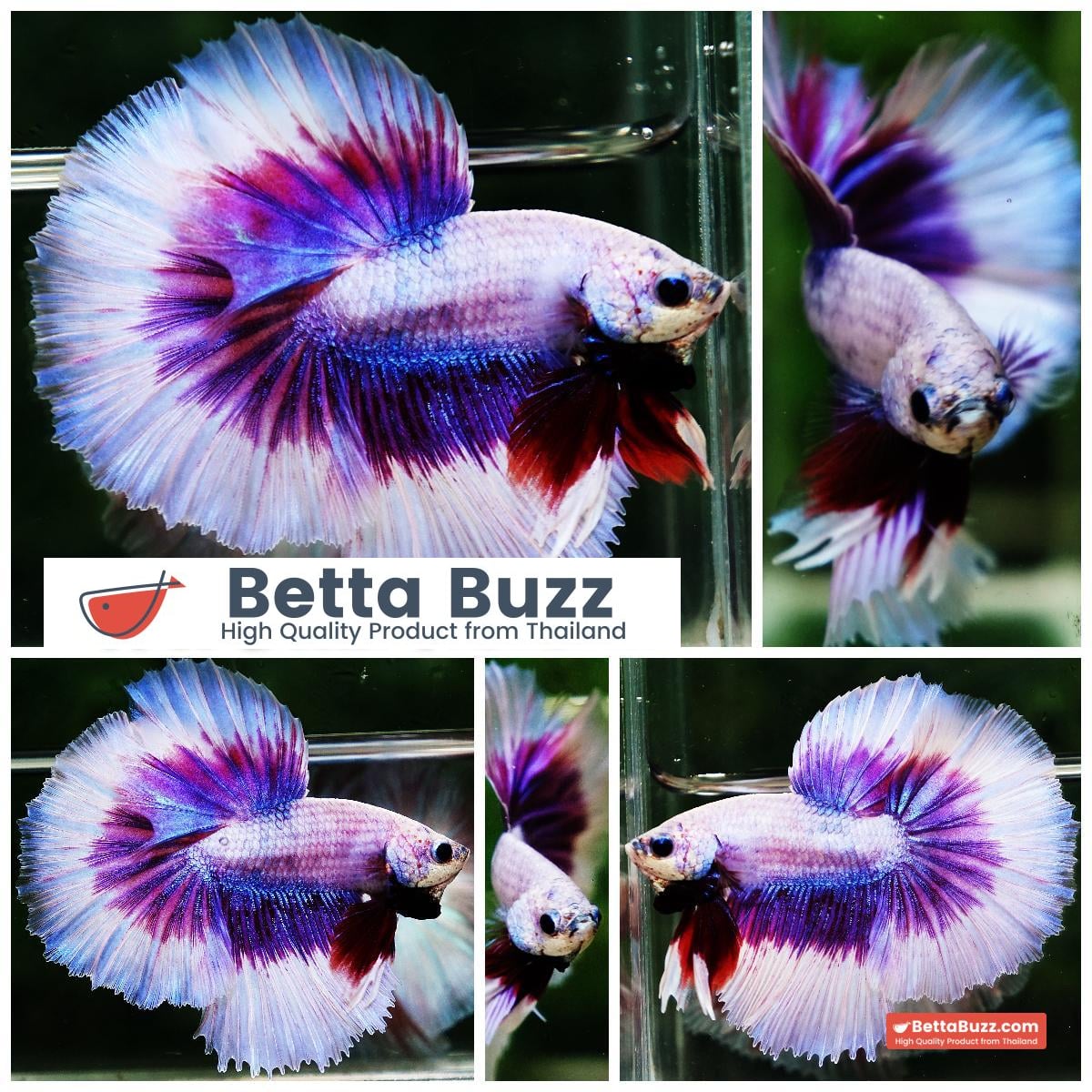 Betta fish OHM Prince of Lavender Butterfly