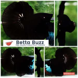Betta fish HM Shadow Super Black Hole