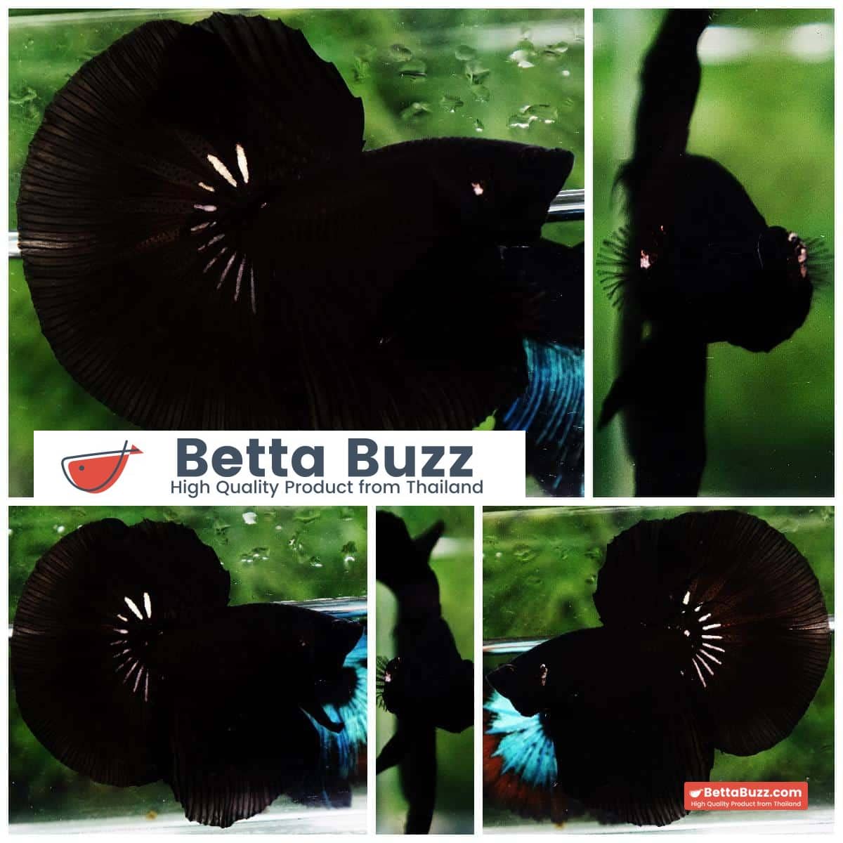 Betta fish HM Shadow Super Black Hole